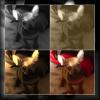 miniwelpe rüde chihuahua/ ruskytoy mix