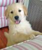 Traumhaft schöne Golden Retriever 