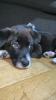 Labradormix Welpe!!!!