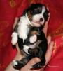 VDH Havaneser Welpen aus NRW Tele. 02382/ 803166 Havaneserwelpen Hundewelpen