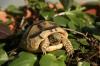 Breitrandschildkröten,  Testudo marginata,  eigene Nachzucht 2022.