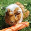 MÄXCHEN - männlich  5 Jahre  Meerschweinchen  Kastriert