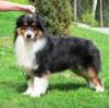 Australian-shepherd-puppies.de Welpen sind am 30.12.2012 geboren. Abgabe im März