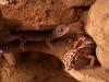 3 weibliche Leopardgeckos