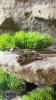 Crotaphytus collaris collaris (Halsbandleguan)