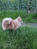 Pomeranian Pomerian Zwergspitz Bruder und Schwester Welpen suchen ein liebervoll