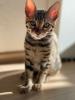 Bengal Baby Kater zu verkaufen