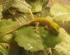 Phelsuma Grandis Jungtiere 2023