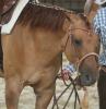 Reitunterricht und Beritt,  Western,  Freizeit,  Englisch