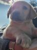 Labrador Welpe