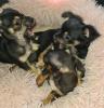 Chihuahua-zwergpinscher mix Hündin