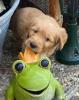 Goldie und Goldie-Mix