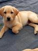 Labrador Welpen Abgabebereit