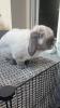 Mini-Lop Kaninchen Kastrat