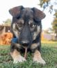 Elios ist ein freundlicher Familienhund mit tollen Augen