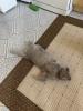 British Kurzhaar/  Scottish fold mix Kater sucht dringend ein neues Zuhause!
