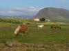 Islandreise und Reiten als Kombitouren