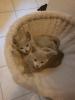 Russisch Blau Kitten