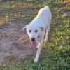 Aramis /  Status: sucht ein Zuhause