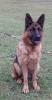 sehr schöne schwarz-braune Schäferhund - Hündin zu verkaufen.