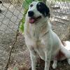 Tabby sucht ein Zuhause