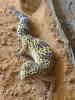 leopard geckos mit terrarium und zubehör