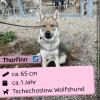 Thorfinn (m),  Tschechoslow. Wolfshund,  1 Jahr,  65 cm,  Slowakei
