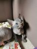liebevoll Sphynx kätzchen