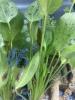 Wunderschöne junge Cherax
