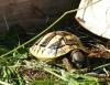 Griechische Landschildkröten,  Thb. un Thh. (kleinbleibende Unterart aus dem west