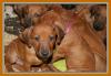 4 Rhodesian Ridgeback Mädels suchen...