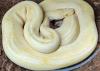 Königspython python regius 0.1
