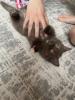 Britisch Kurzhaar BKH Katzenbaby Kätzchen Bicolor Chocolate Torty weis-schwarz w