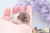 Zauberhafte,  zahme Goldhamster und Teddyhamster Jungtiere