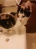 3 kleine Kitten 