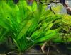 Guppys zu verschenken (Babys) Aquarienfische