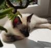 Siam / Thai Kitten,  Seal Point,  Babys,  Kätzchen. Abgabebereit.