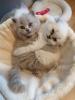 BLH/ Scottish Fold Kitten suchen neues Zuhause