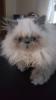 Perser,  Jungtier,  Kater,  Colourpoint,  blaue Augen