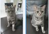 Geschwister Katzen suchen neu Zuhause!