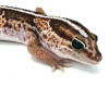 Afrikanischer Fettschwanzgecko (African Fat Tail) Classic Stripe Männchen 2020