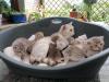 BKH Kitten o.P.
