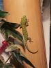 Phelsuma grandis - Madagaskar Taggecko