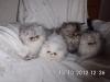 Traumhafte Perserkitten suchen ein neues Zuhause