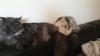 Deckkater MaiCoon Perser Mischling 