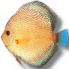 Biete Aquarienfische aller Art an und suche auch immer welche