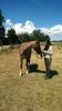 Reitbeteiligung in Celle/ Klein Helen/ Boye gesucht.