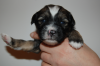 Tibet Terrier Welpen