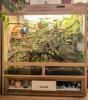 Großes Terrarium mit zwei weiblichen Kornnattern