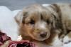Miniature Australian Shepherd Welpen